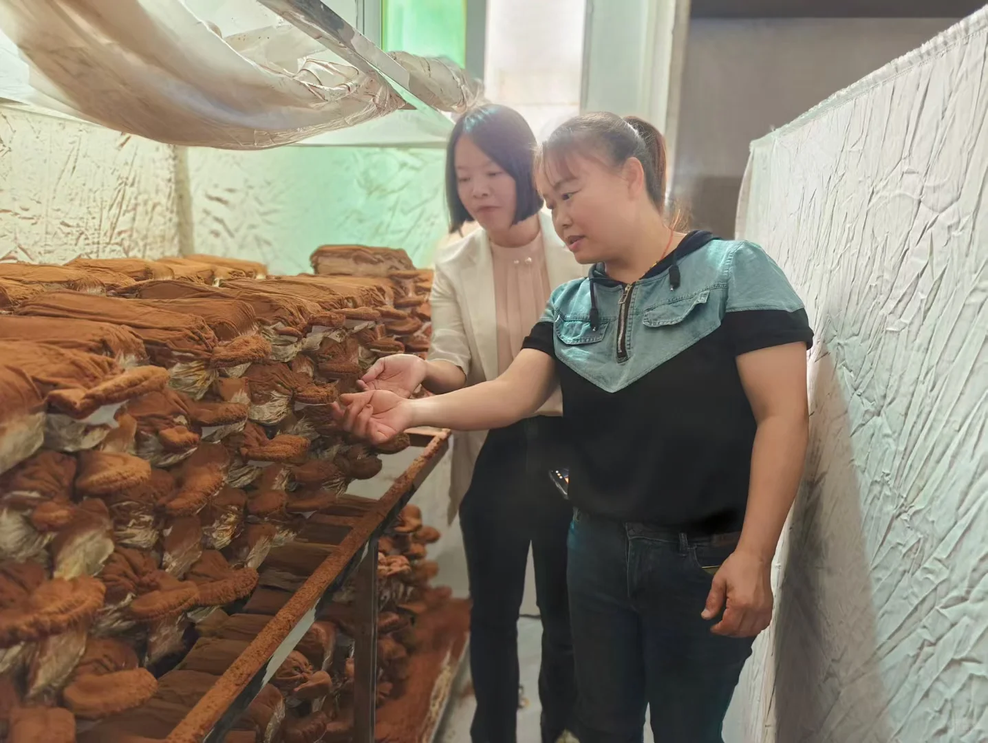 被授予“食用菌新品种新技术示范基地”牌匾