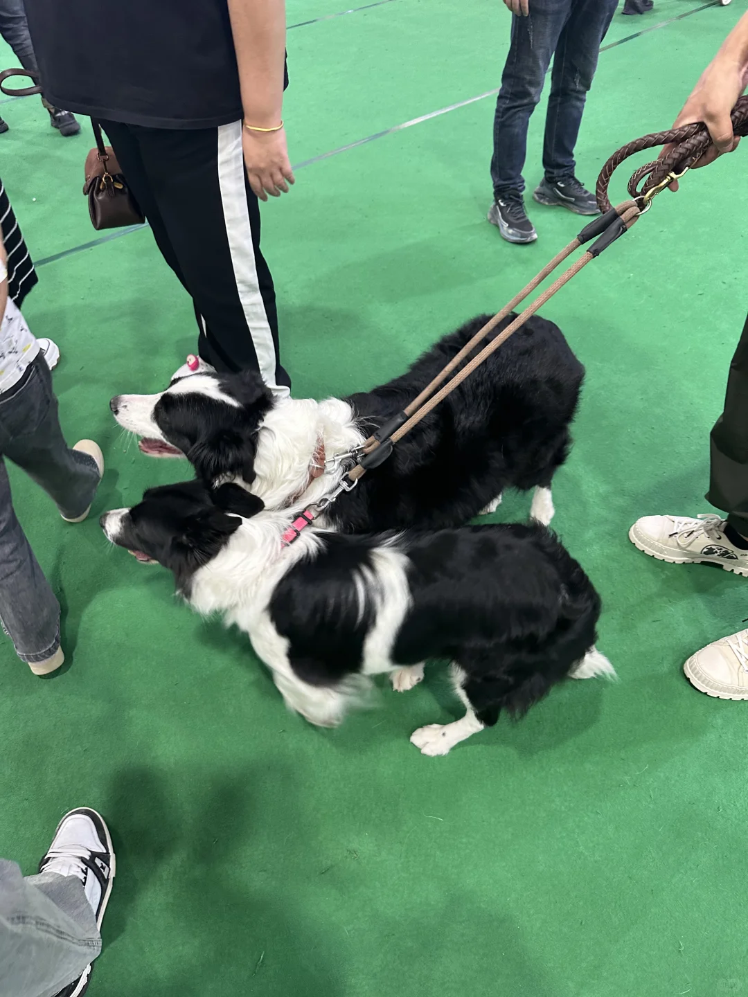 呼和浩特宠博会