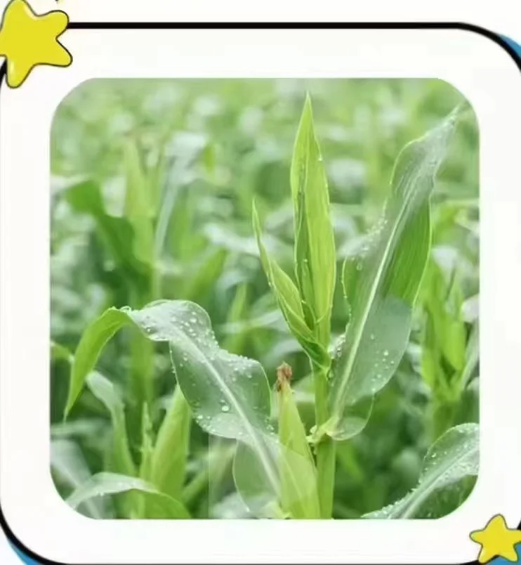 农作物，你能认识几个？？