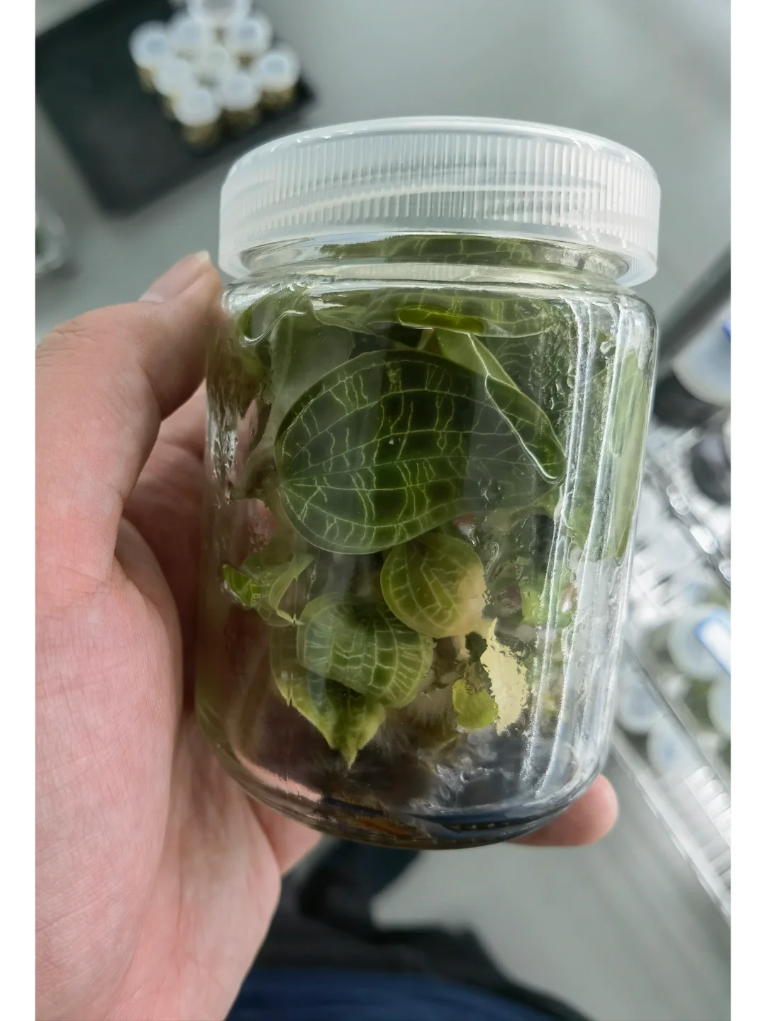 兰花里唯一观叶类型-宝石兰