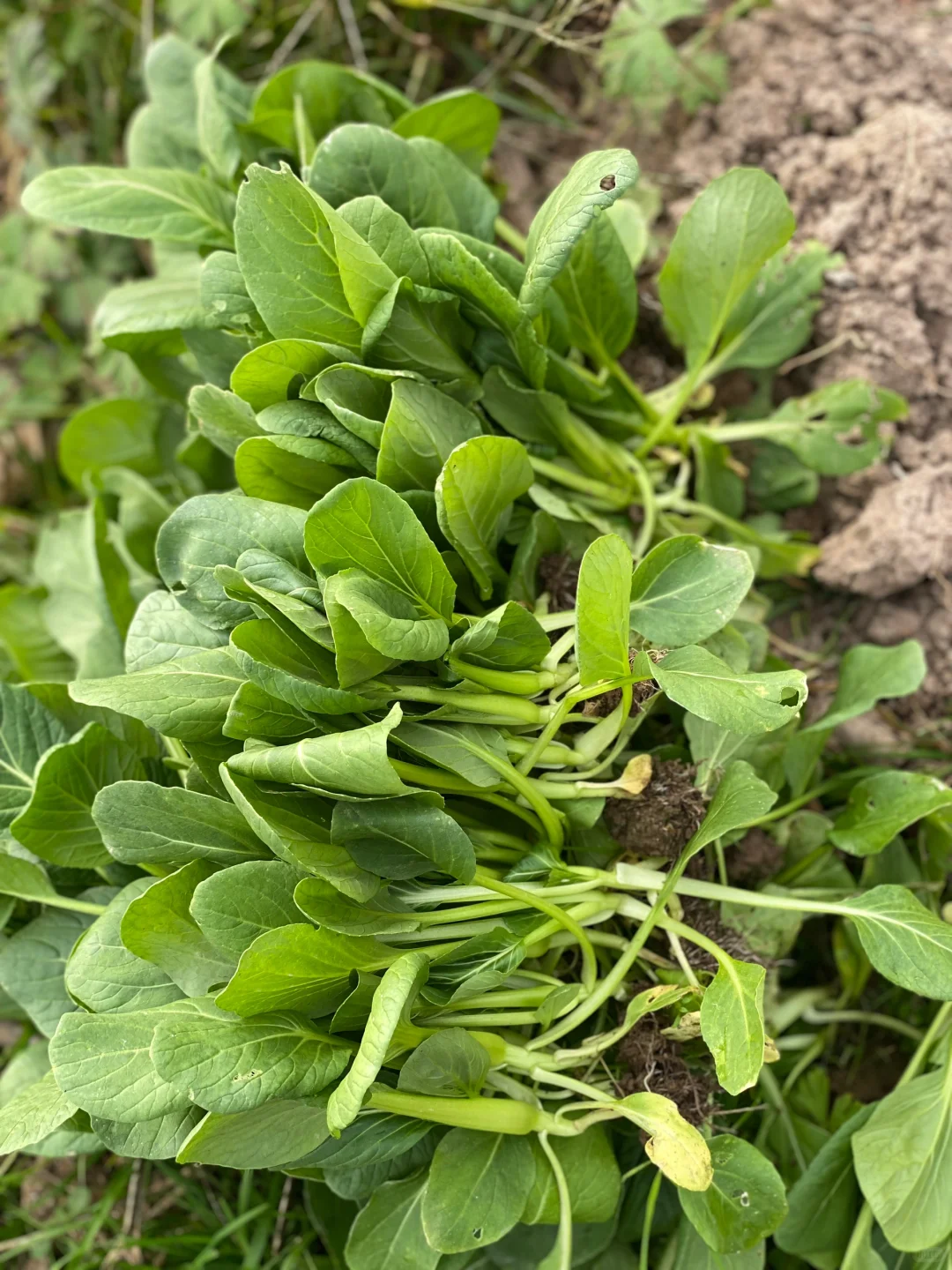 去田里买菜这件事太有情绪价值啦❤️☀️?