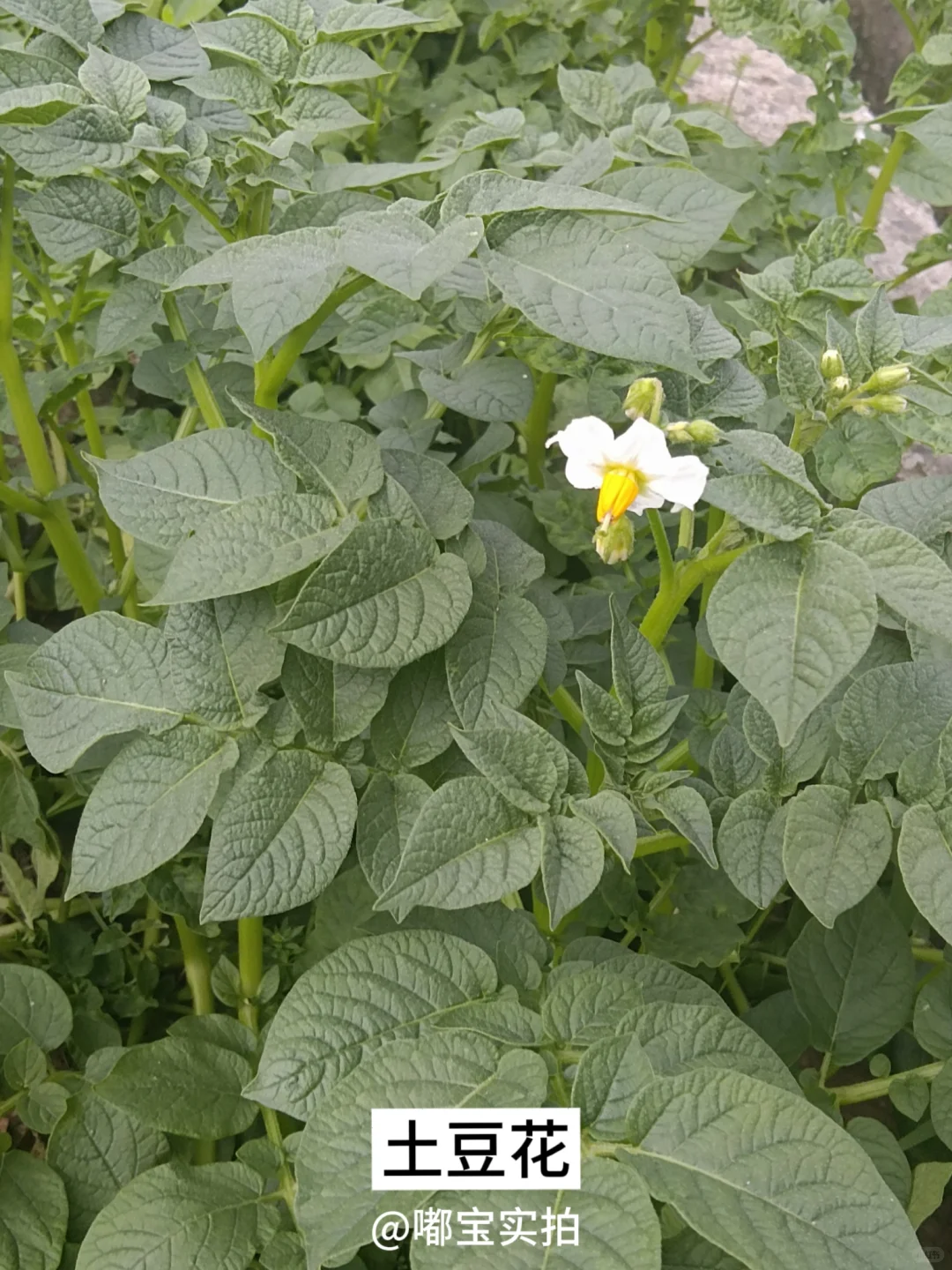 怕你们城里人没见过这些…