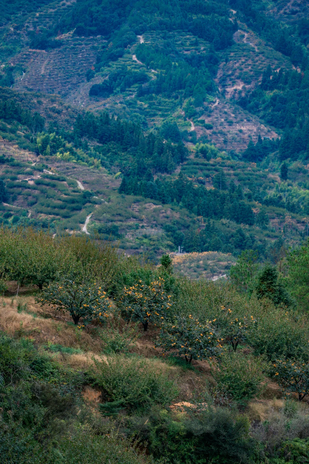 何峰山-王公山-利洋村的踏秋徒步