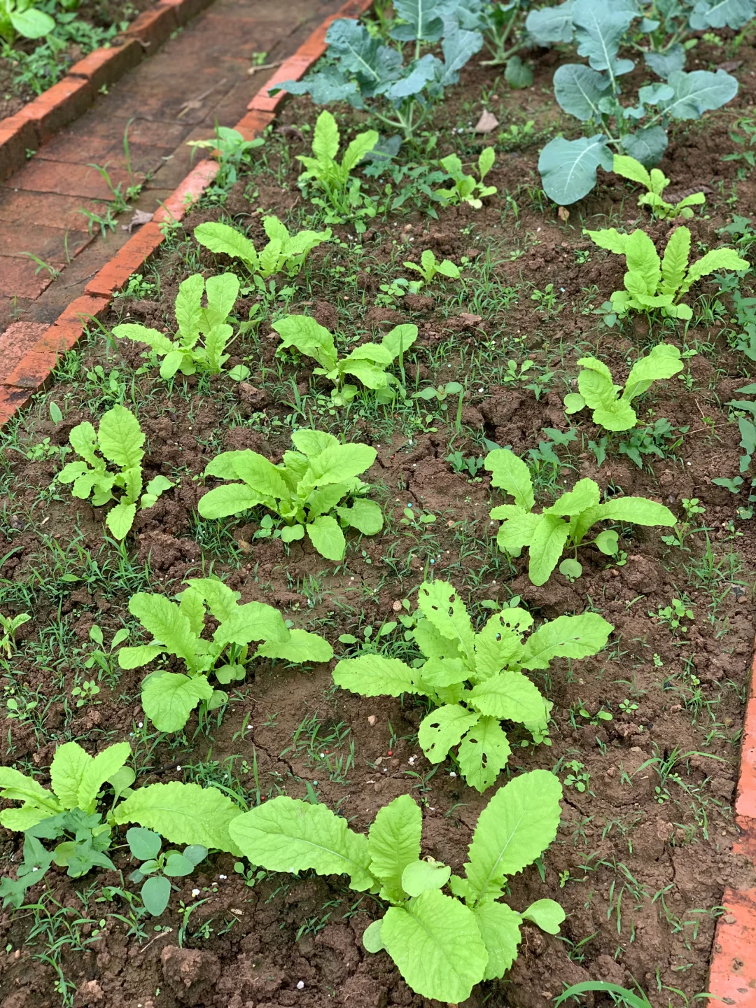 秋雨中的小菜园