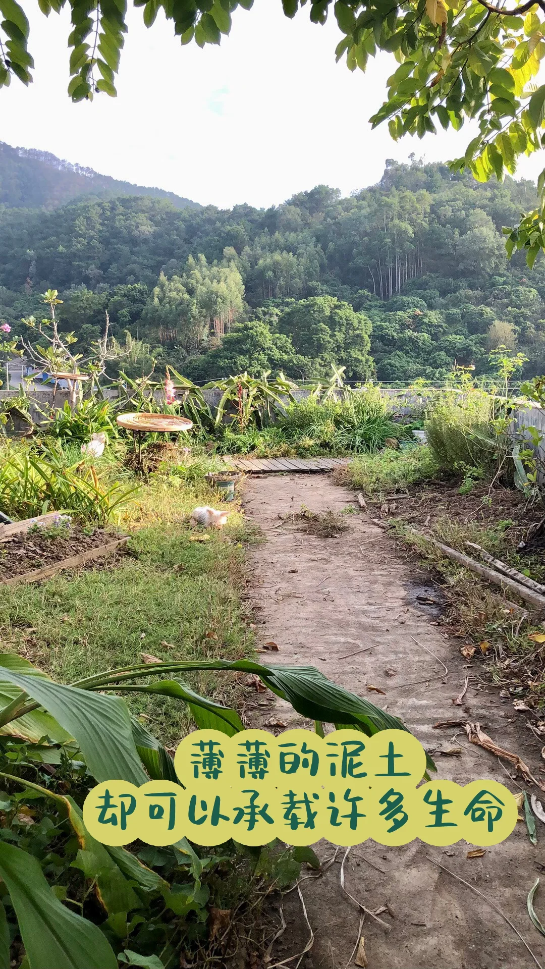 为了补漏防水隔热，我做了个楼顶花园