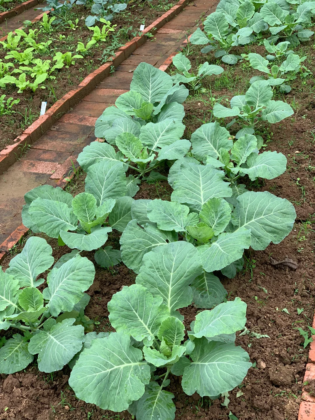 秋雨中的小菜园