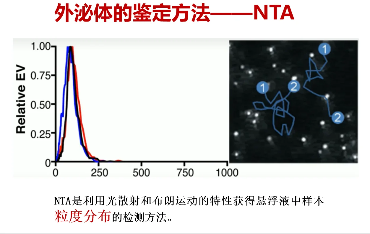 一文搞定外泌体鉴定方法??