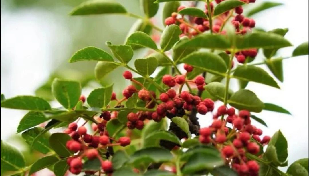 河北邯郸涉县 涉县花椒—地理标志保护产品