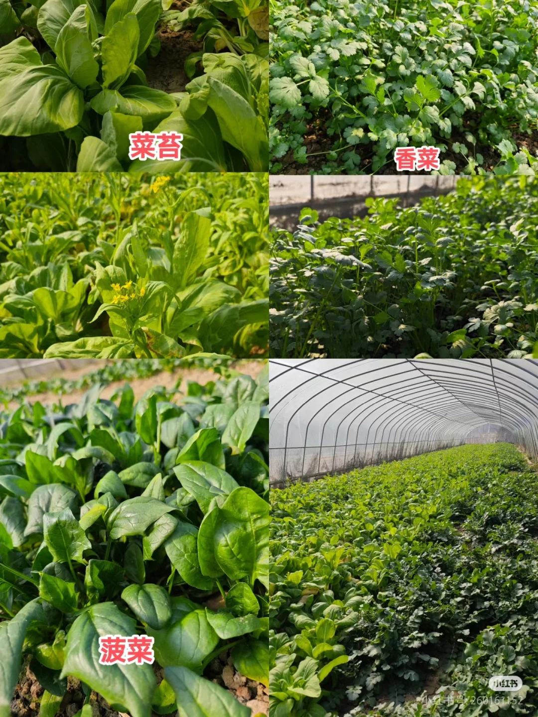 线上第一单！10斤蔬菜24元（不包邮）