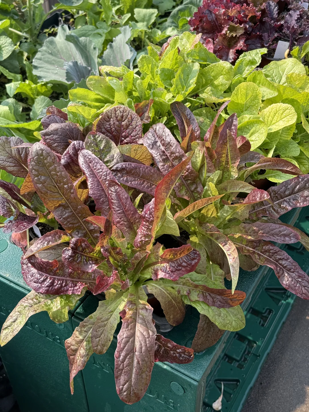 种菜之旅——两个多月的成果