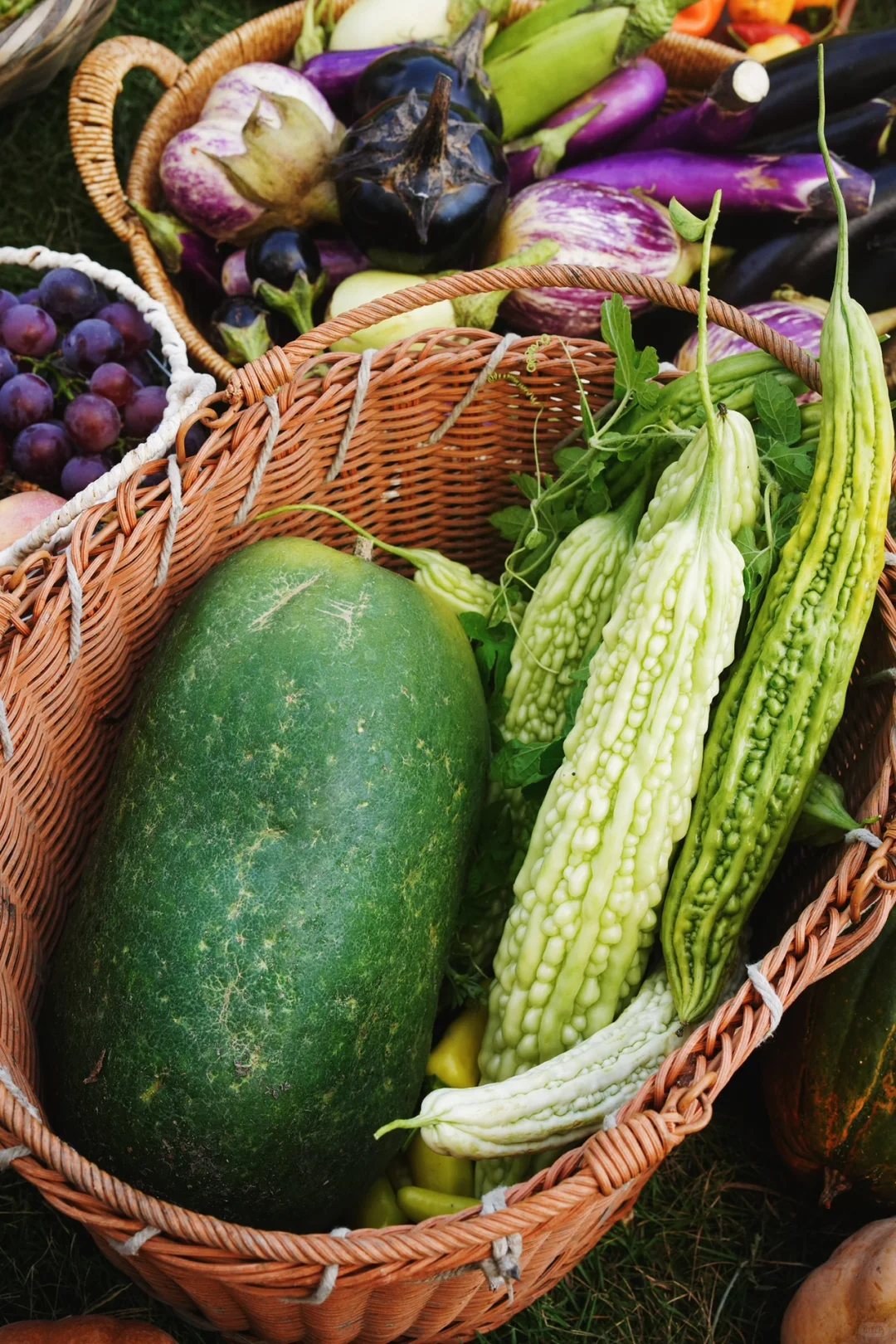 夏季的菜园就是最好的调色盘?