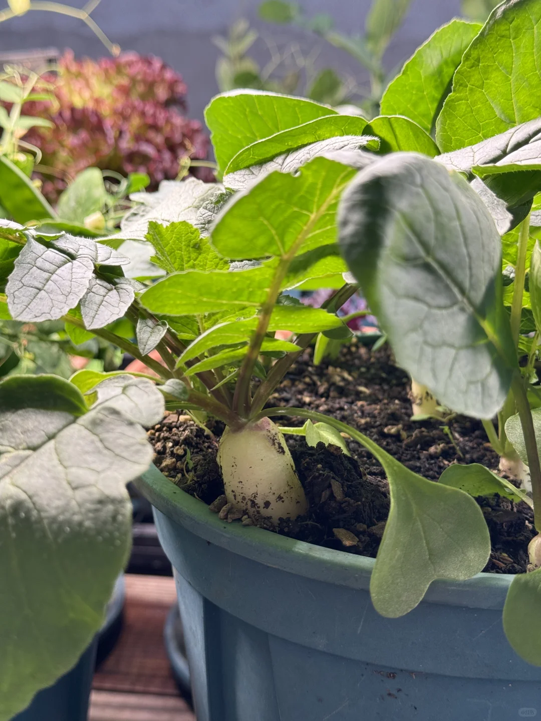 种菜之旅——两个多月的成果