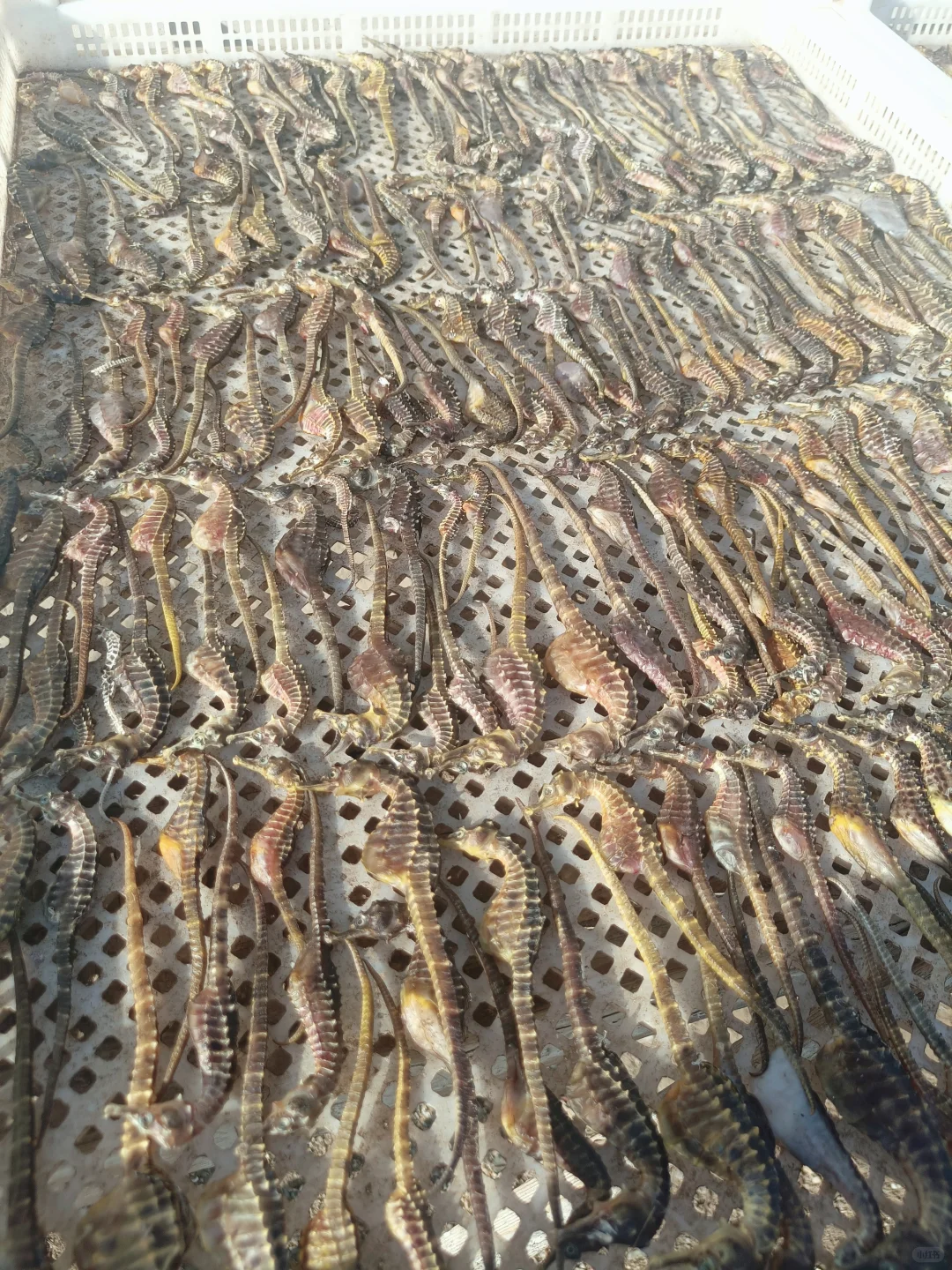 80后放弃高薪工作回村养海马?!