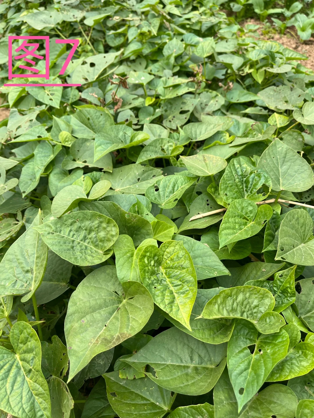 你能认识几种蔬菜呢，我反正没有认全