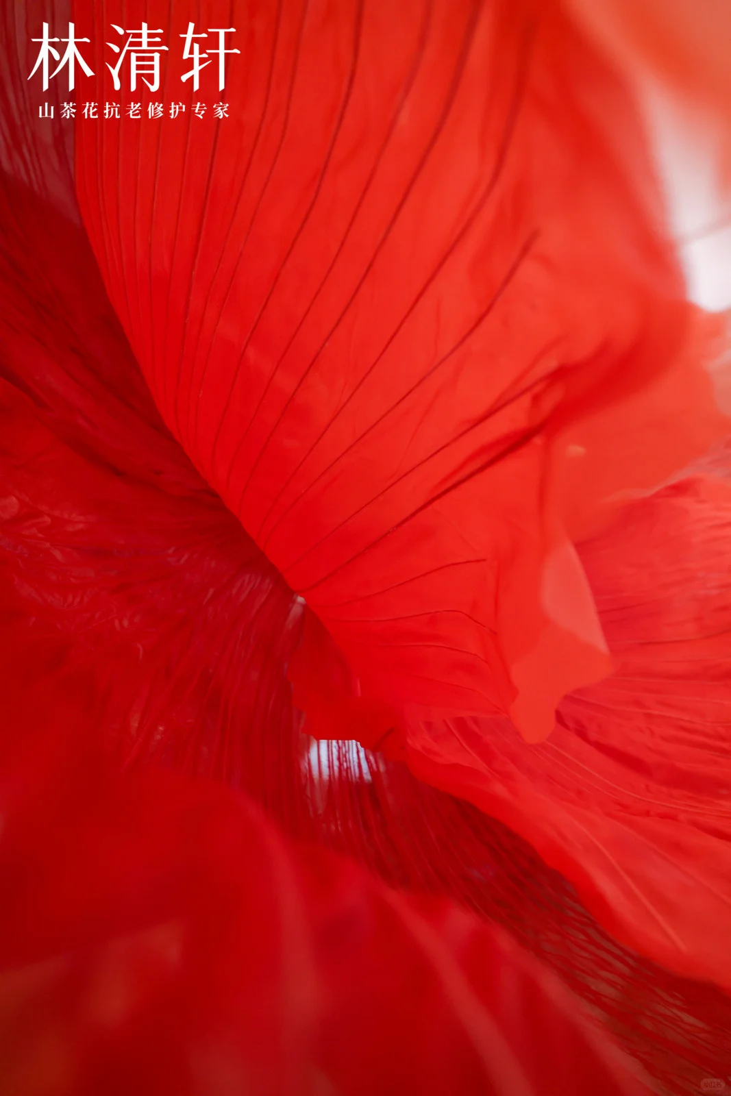 灵动|巨物山茶花装置|北京丽思卡尔顿酒店