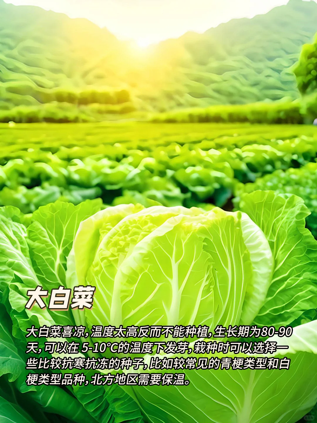 12月种什么菜?9种耐寒蔬菜，好吃又好种