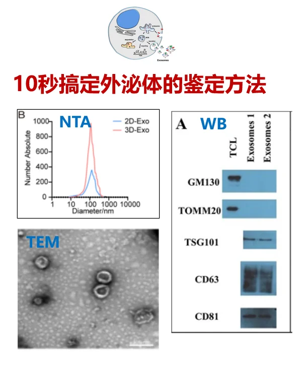 一文搞定外泌体鉴定方法??