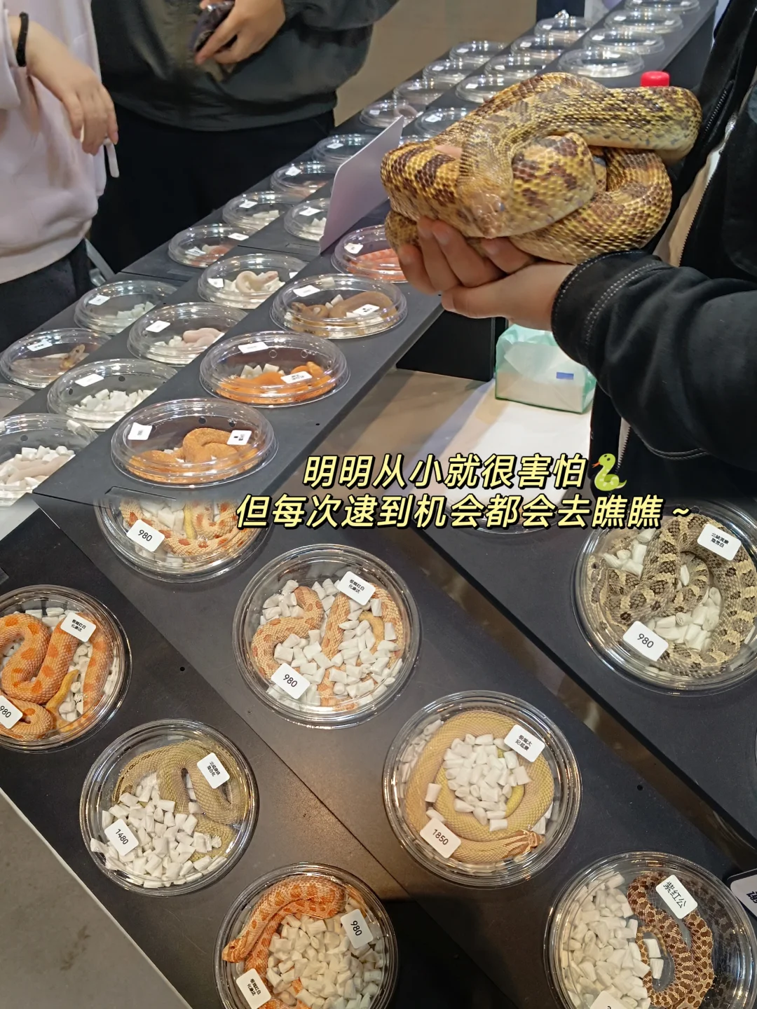 00后不上班，去“动物园”打工是为了什么？