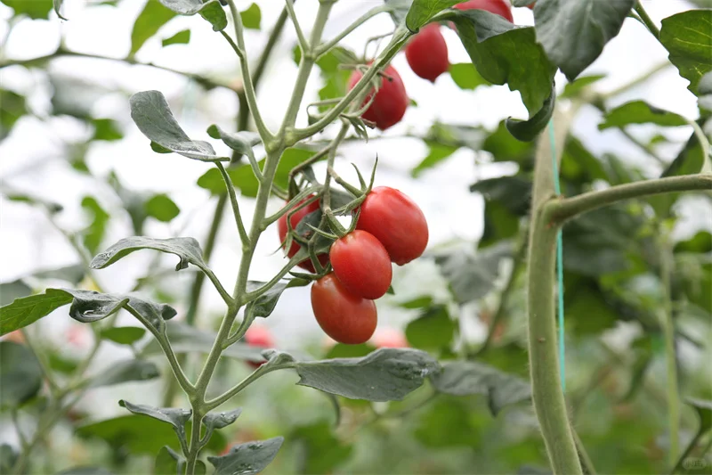 中腾食品上海中央厨房打造高效卫生的供应链