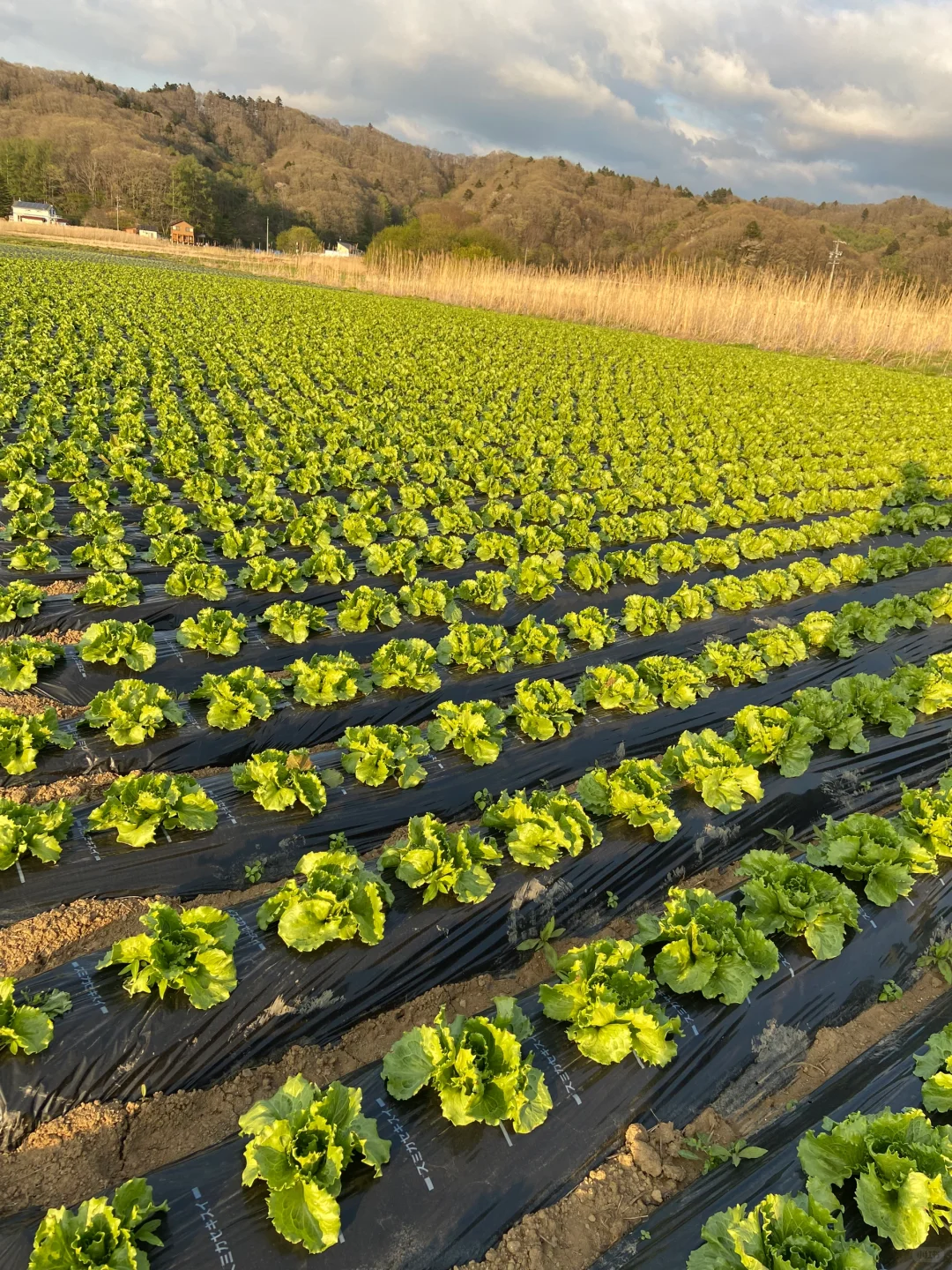 是谁的生菜都这么好看呀???