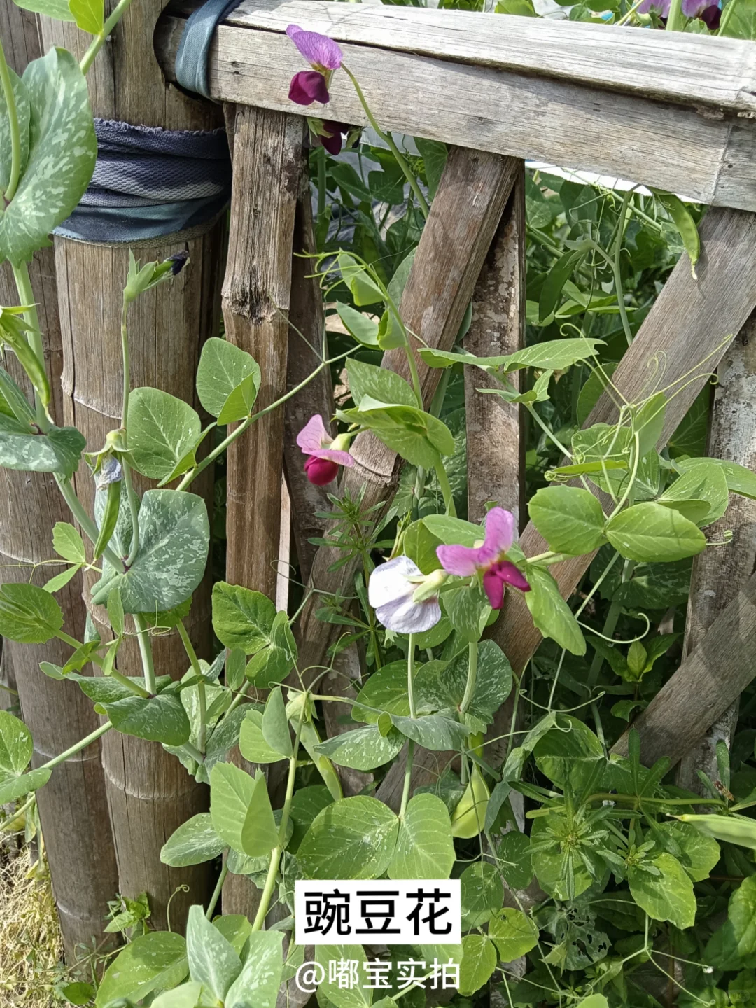 怕你们城里人没见过这些…