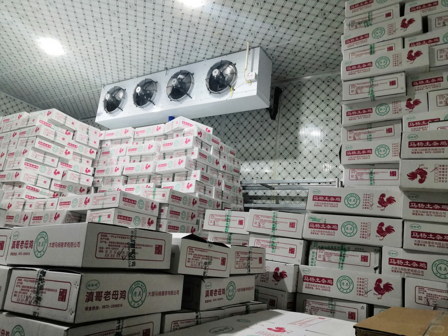 欢迎参观马杨屠宰厂,欢迎采购滇哥鸡!