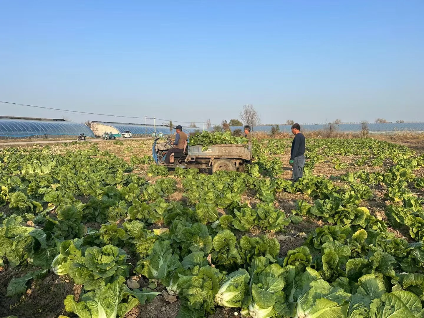 真真正正的自产有机蔬菜