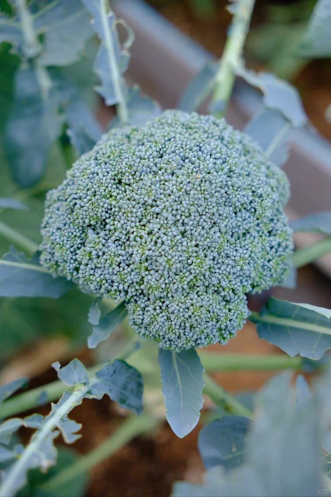 富士随拍｜菜园里的治愈色