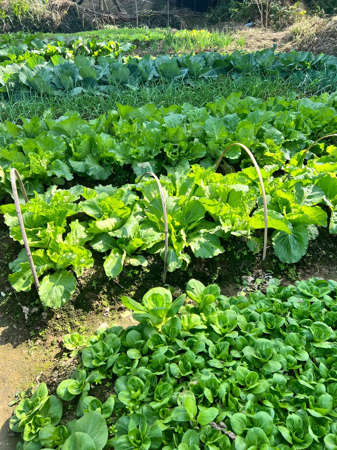 ?补上篇放不下图的冬季蔬菜?