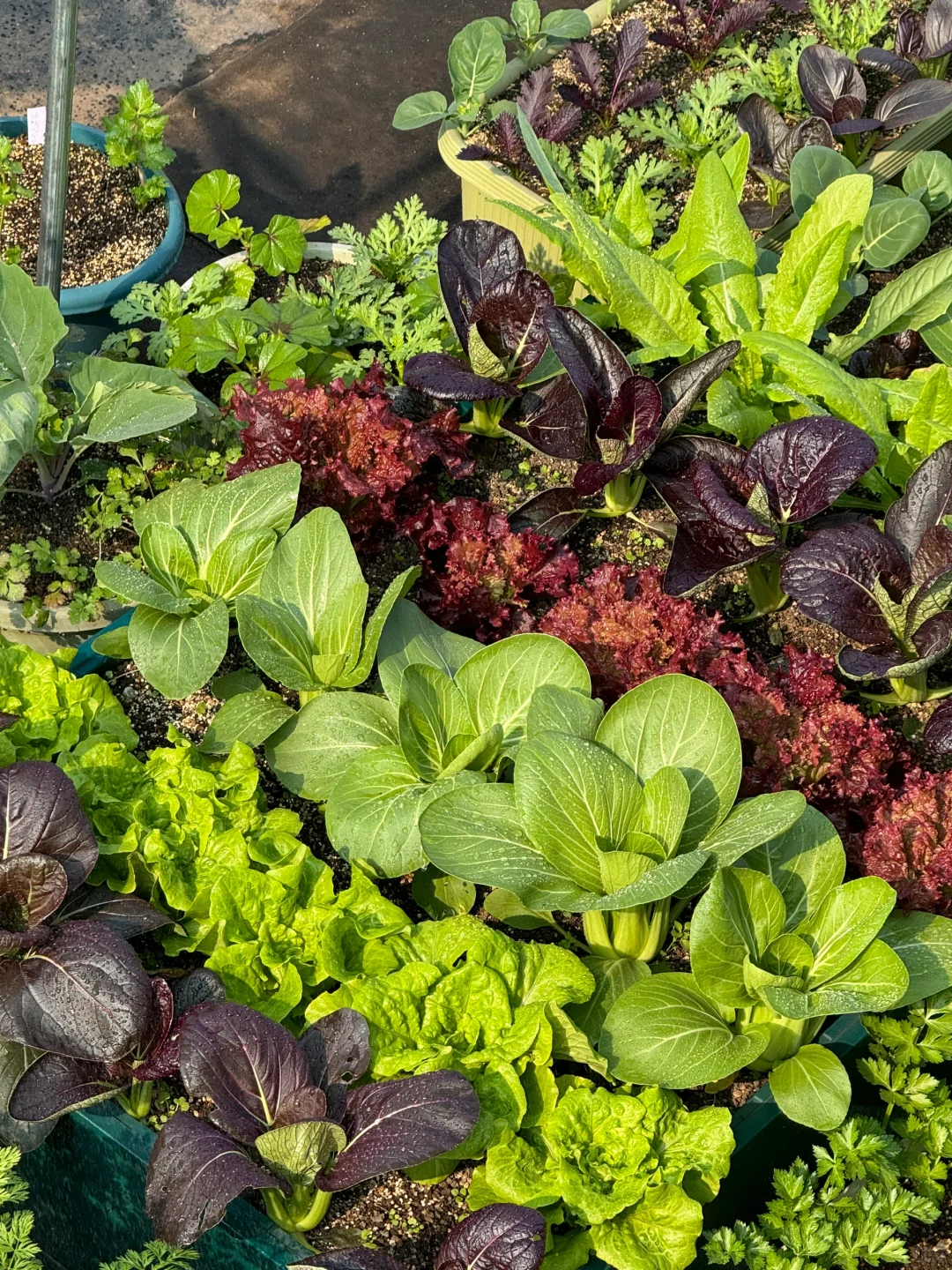 种菜之旅——两个多月的成果