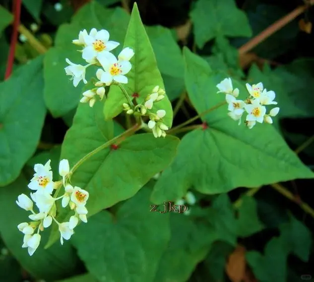 五谷不分的来认五谷