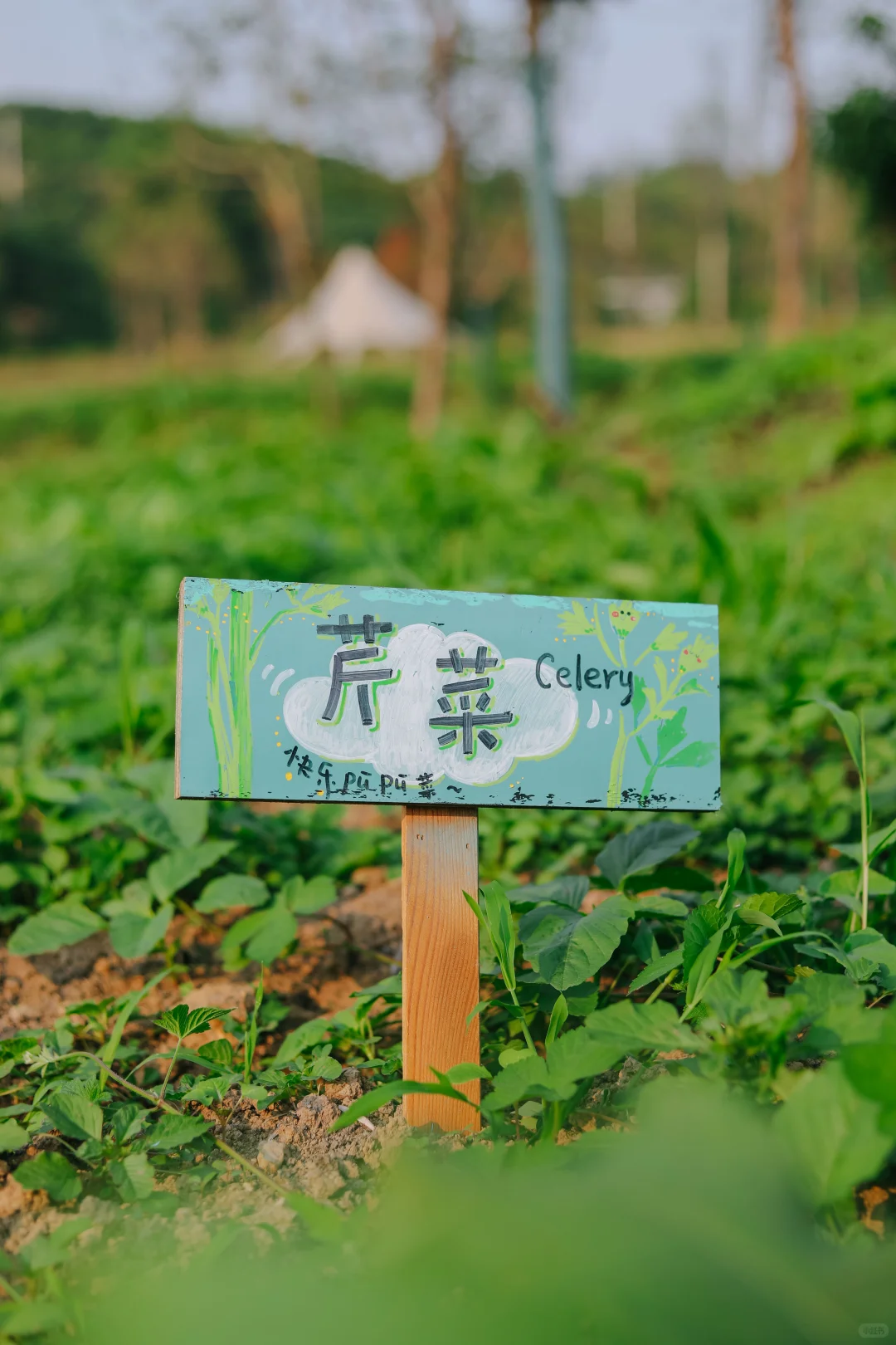 田野农｜给地里的蔬菜做了名牌！