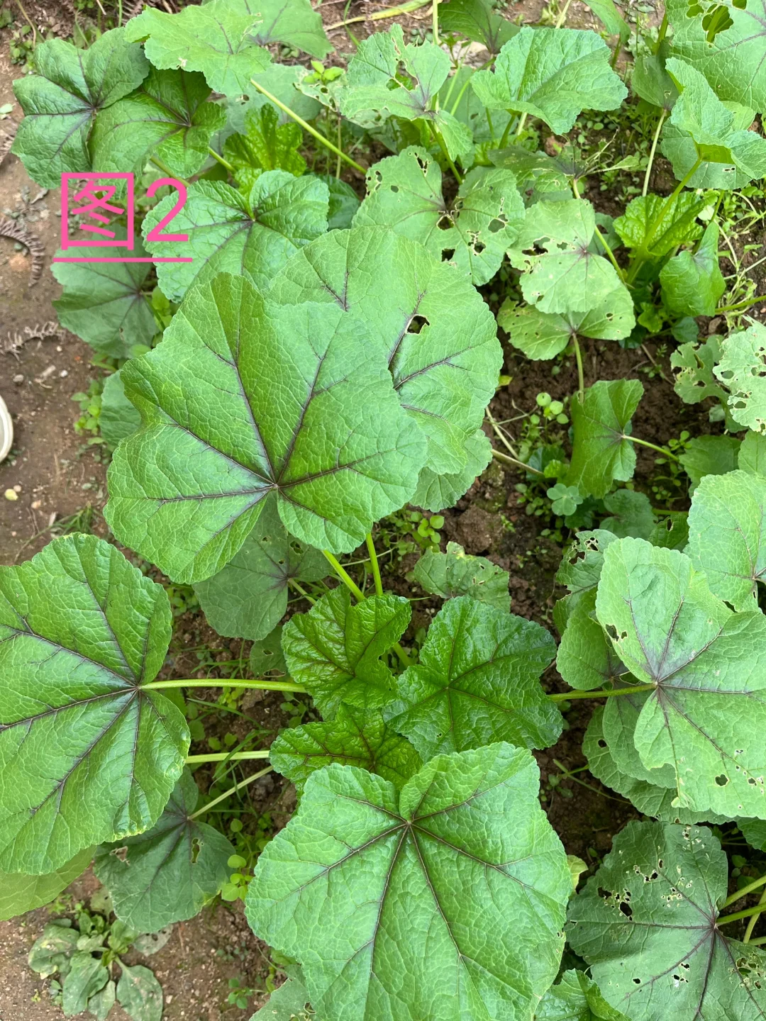 你能认识几种蔬菜呢，我反正没有认全