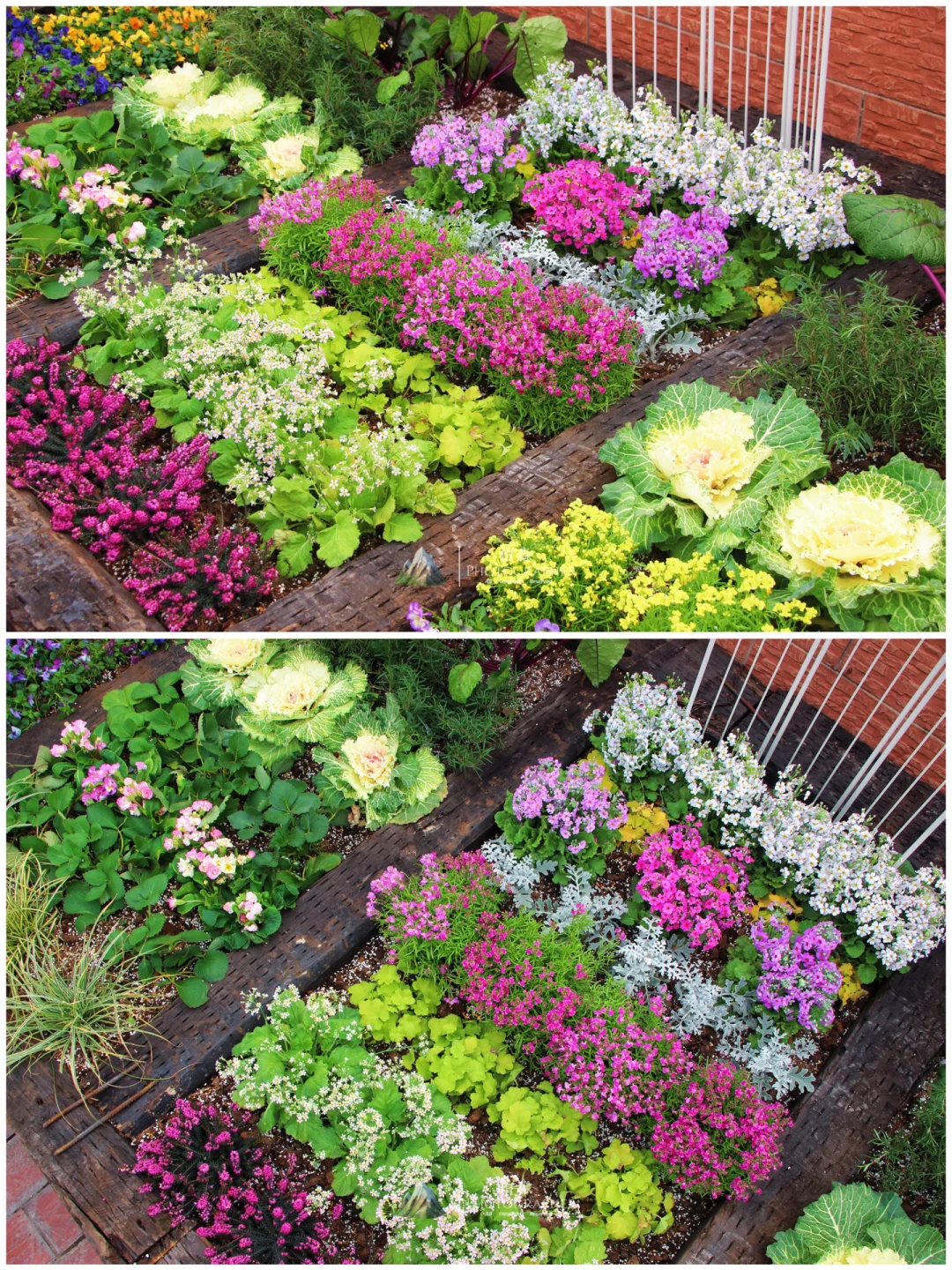 谁看了都会来一句,你这菜园的年味太冲了!