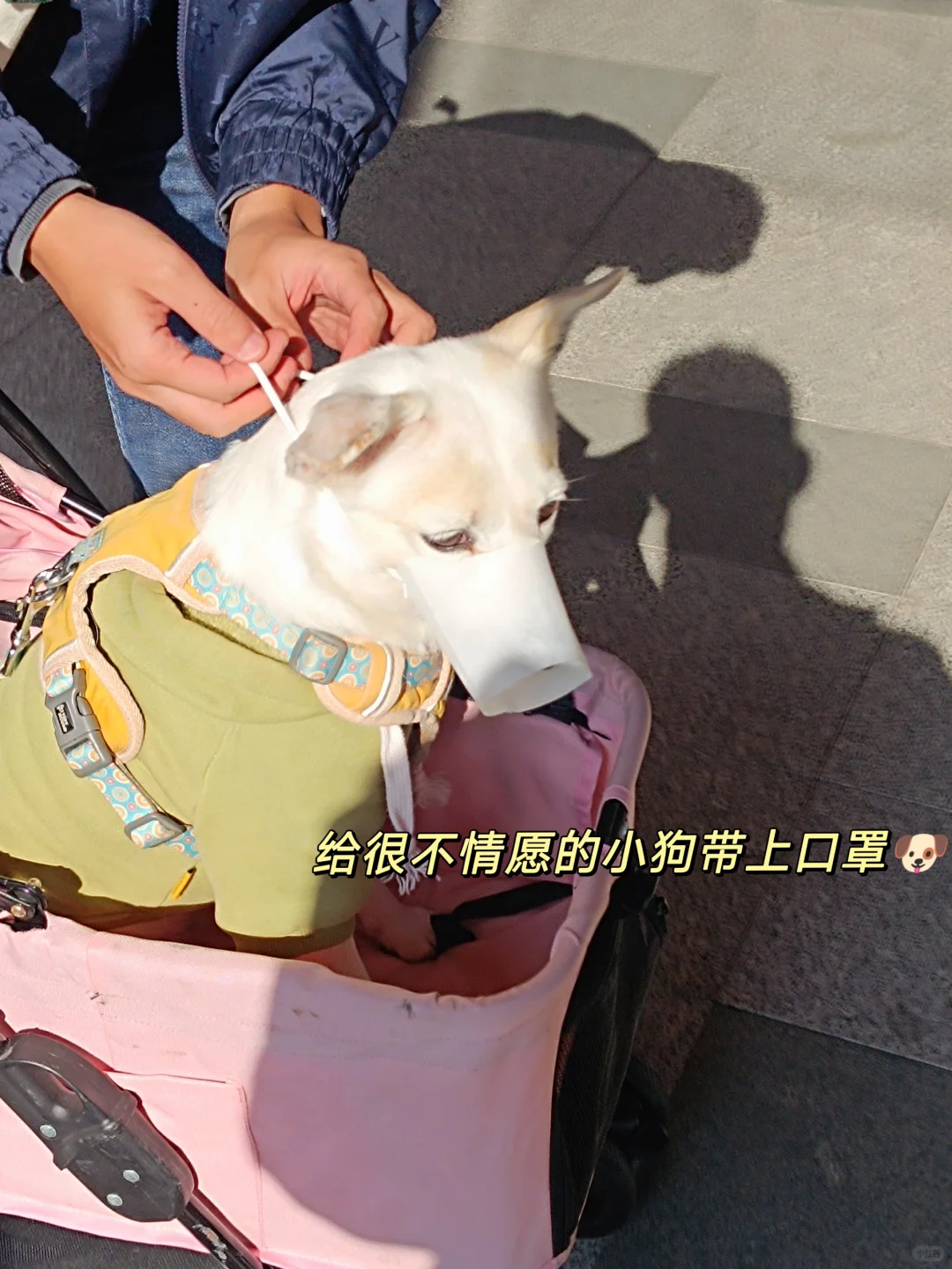 00后不上班，去“动物园”打工是为了什么？