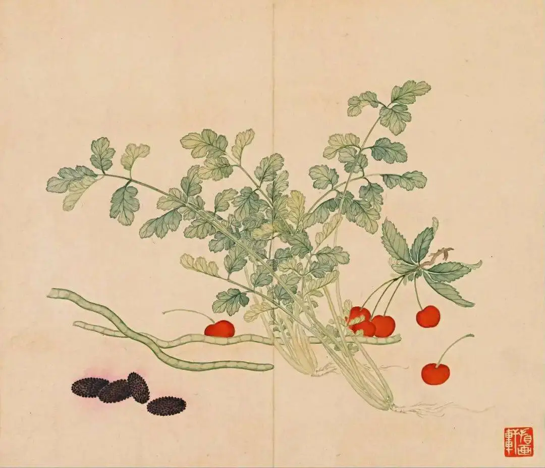 清｜汪承霈｜果蔬杂卉册