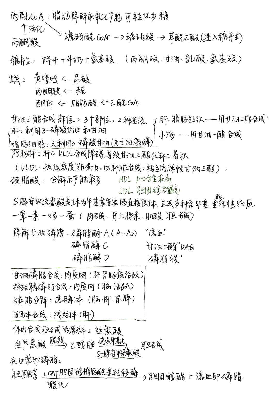 生物化学|笔记合集