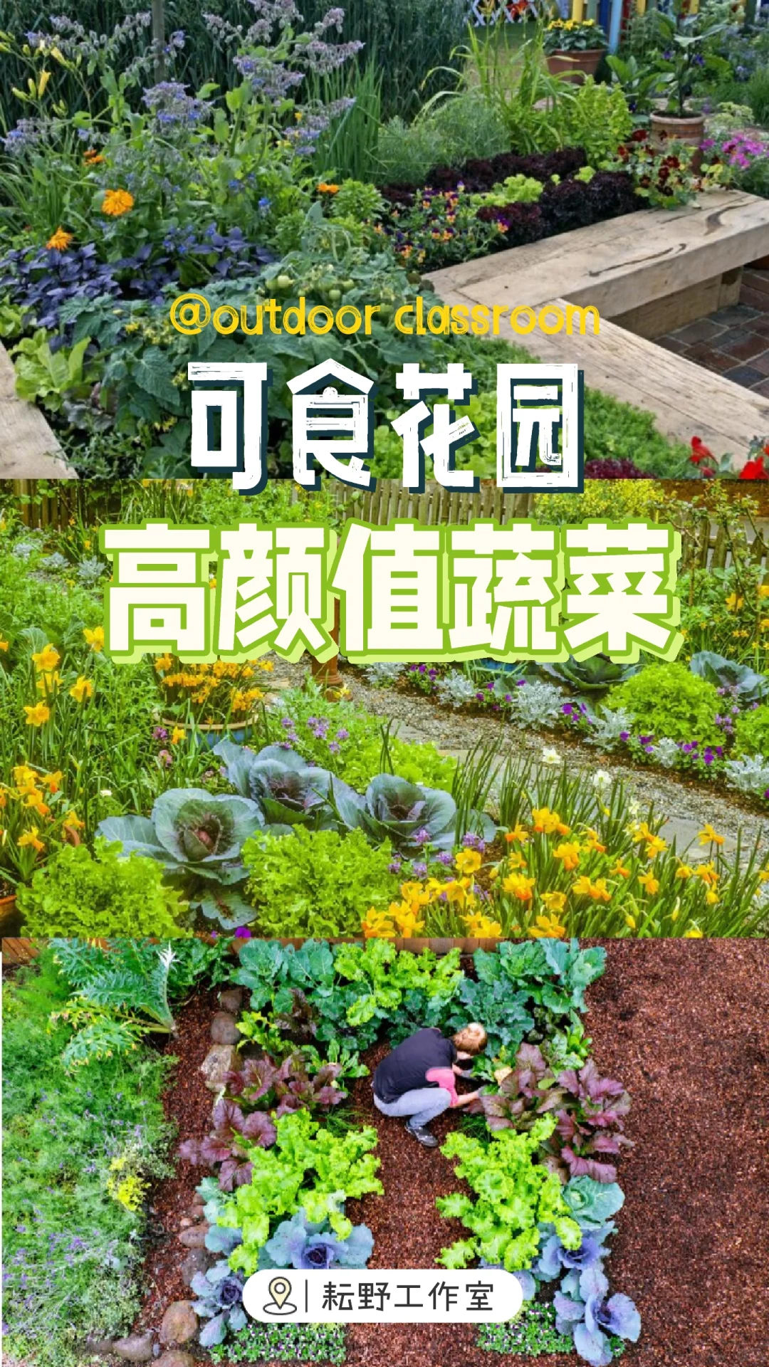 可食花园不可缺少的高颜值蔬菜