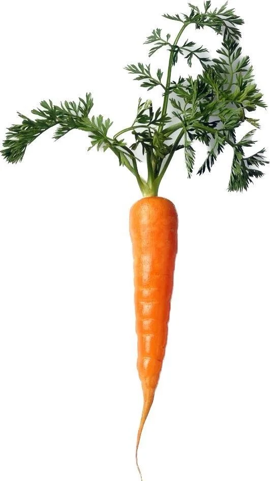 Day75 ·蔬菜?｜素材｜100天素材整理计划