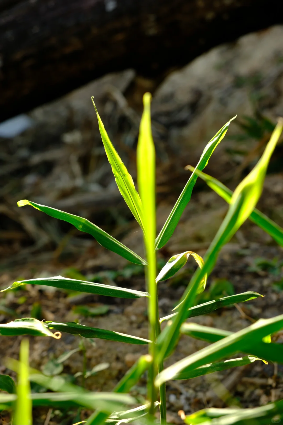 富士随拍｜菜园里的治愈色