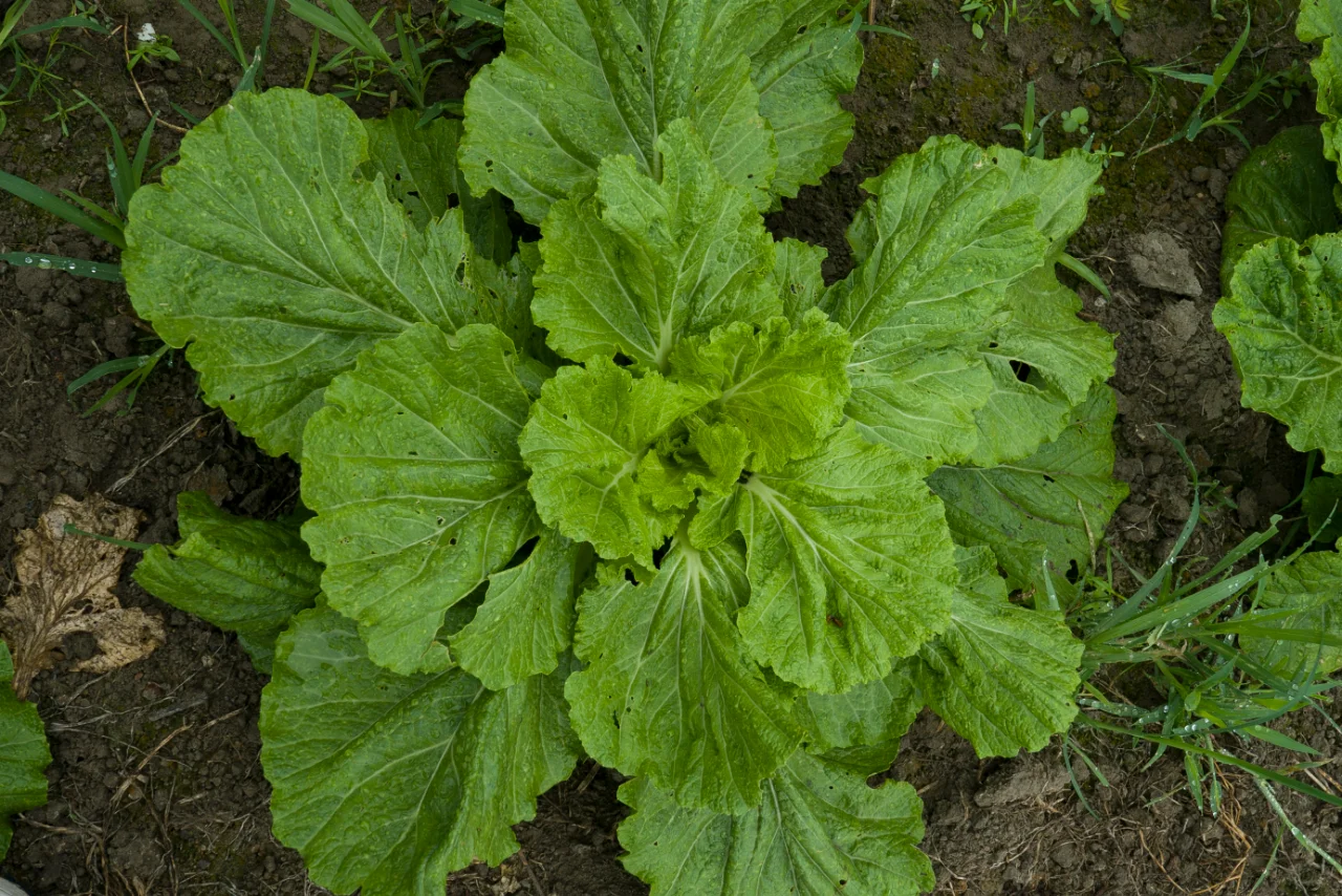 自然农法种出来的蔬菜，真正的纯天然无污染