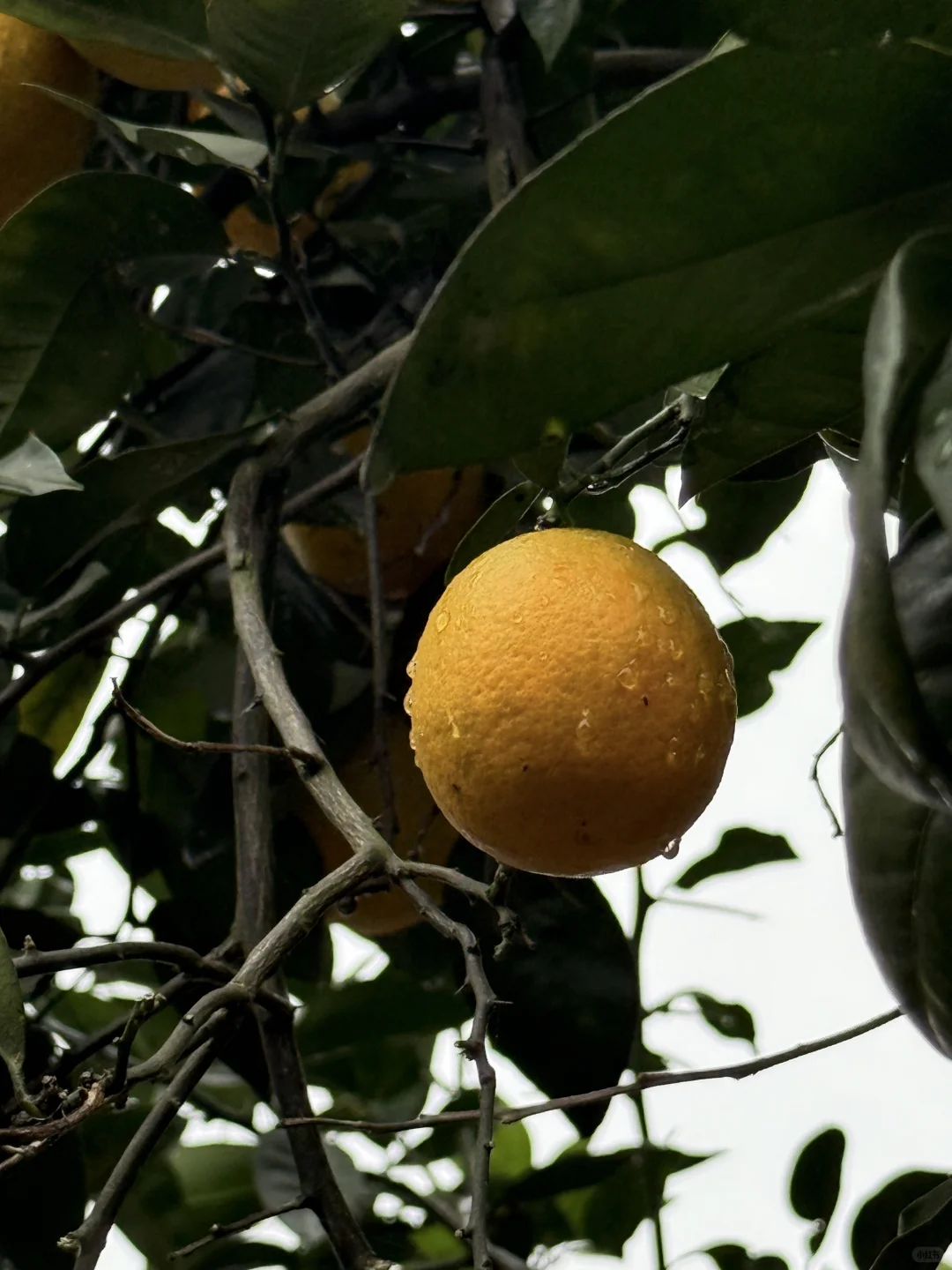 “天呐：永远没有一根杂草的菜地……”