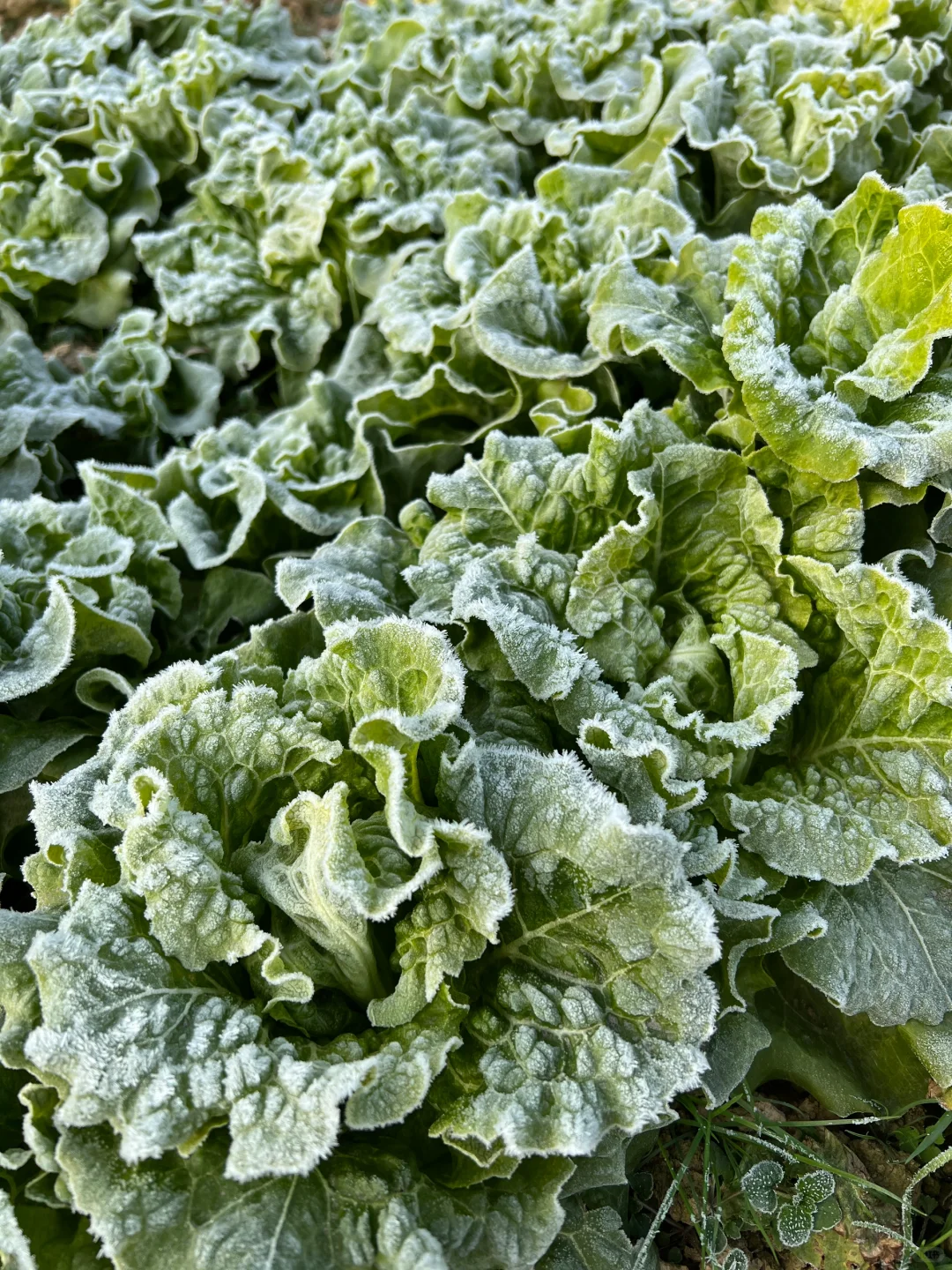 ?补上篇放不下图的冬季蔬菜?