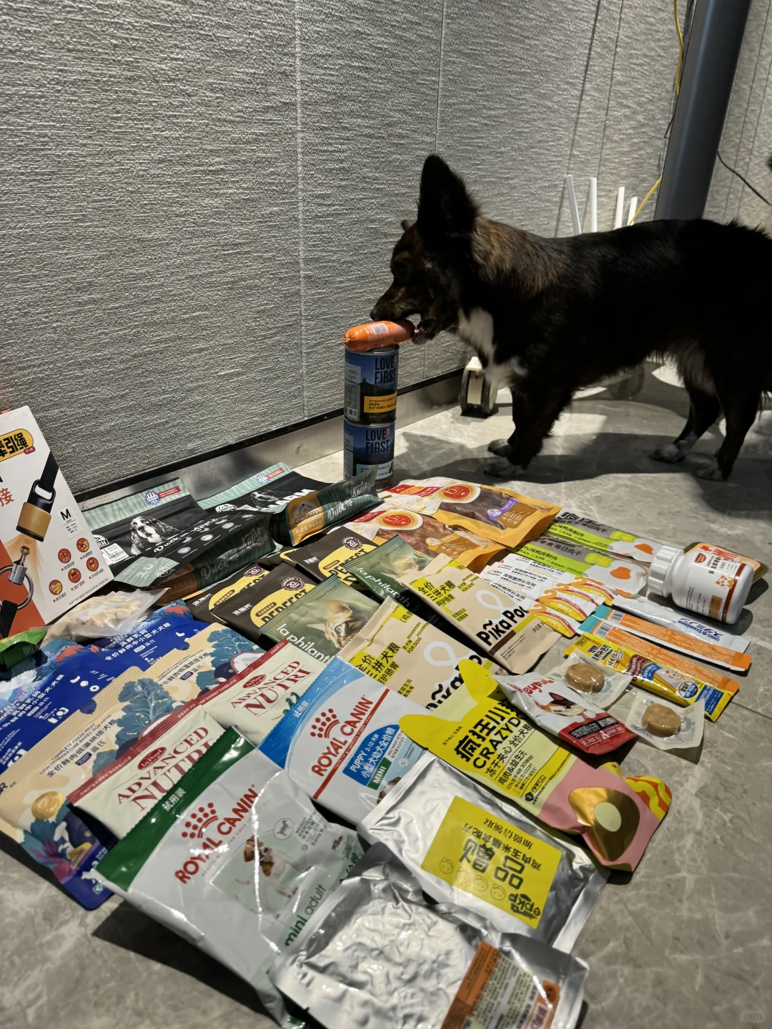 青岛亚太宠物展值不值得去