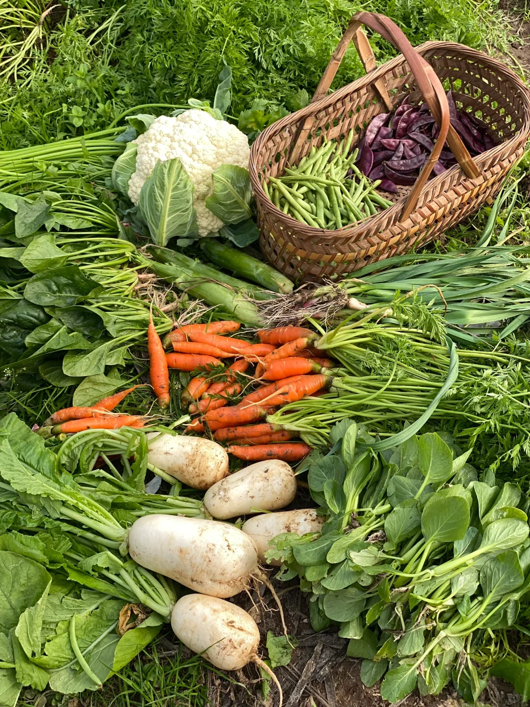 去田里买菜这件事太有情绪价值啦❤️☀️?