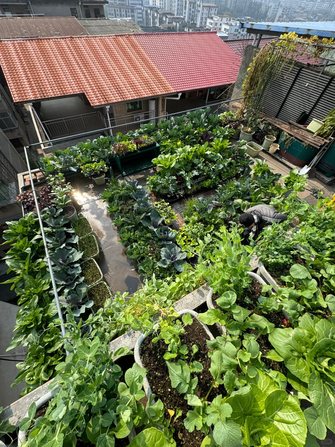 种菜之旅——两个多月的成果