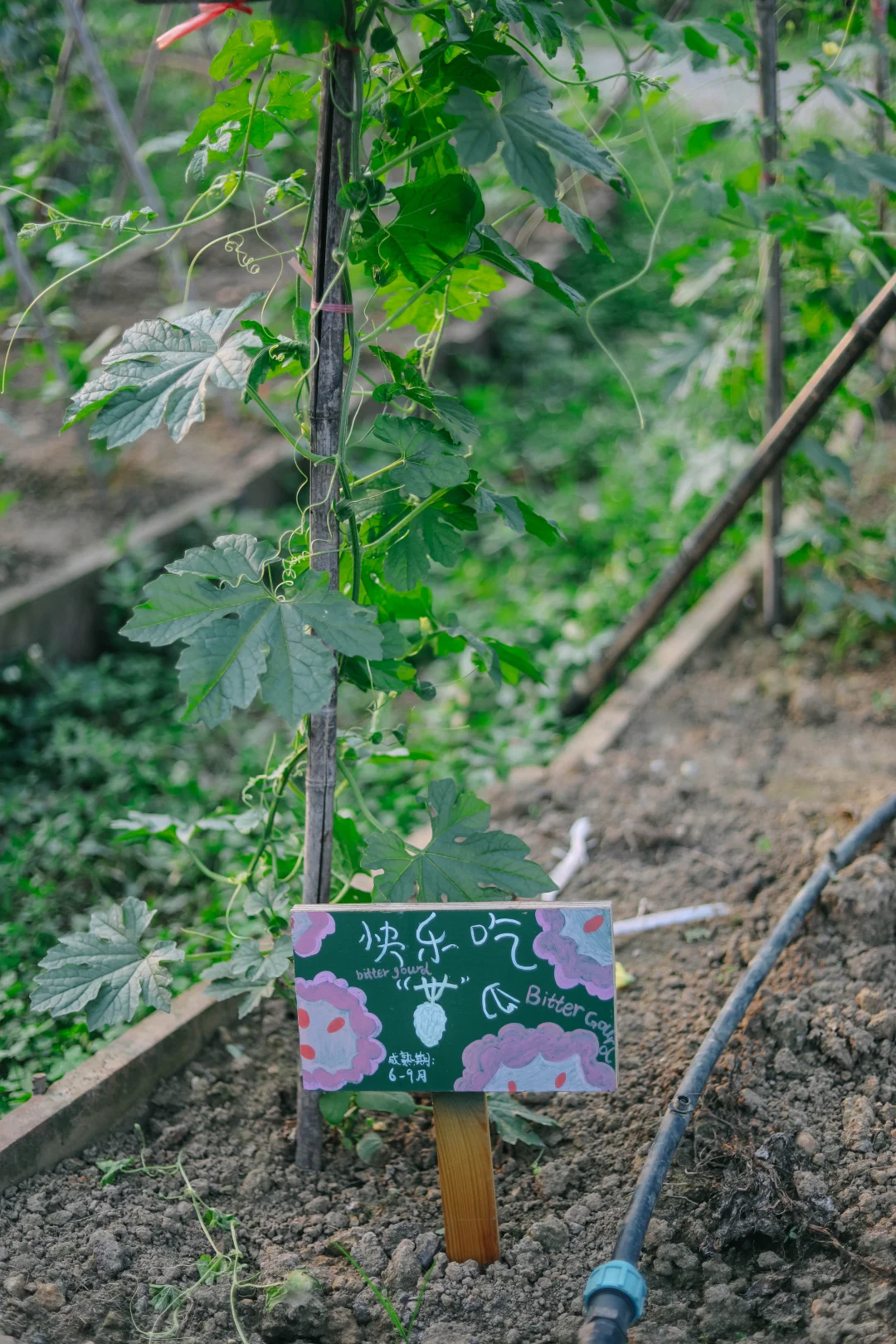 田野农｜给地里的蔬菜做了名牌！