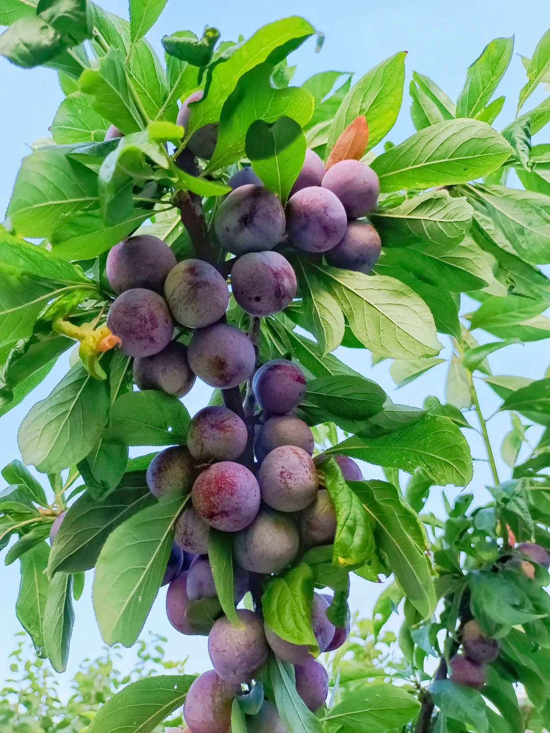 属于自己的小自然世界～我的楼顶果园