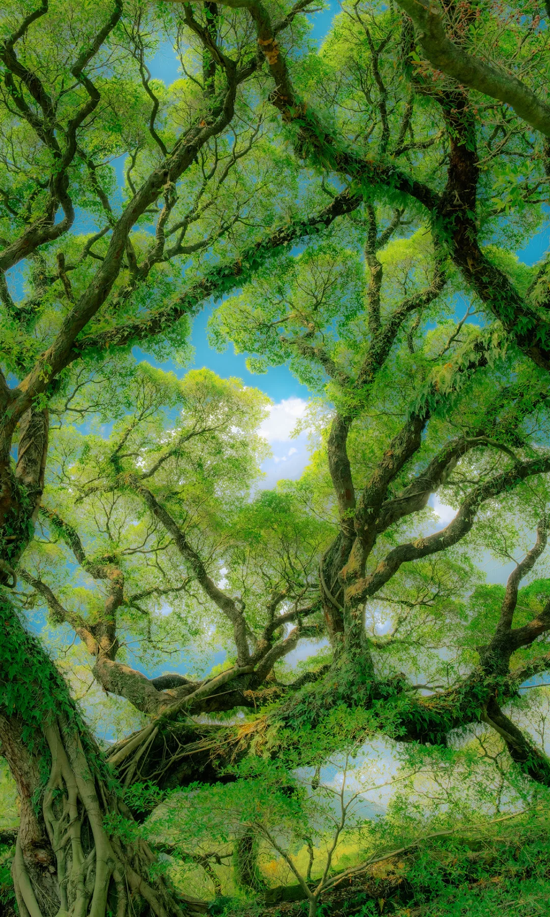 ? ?????? ???? | 独木的森林