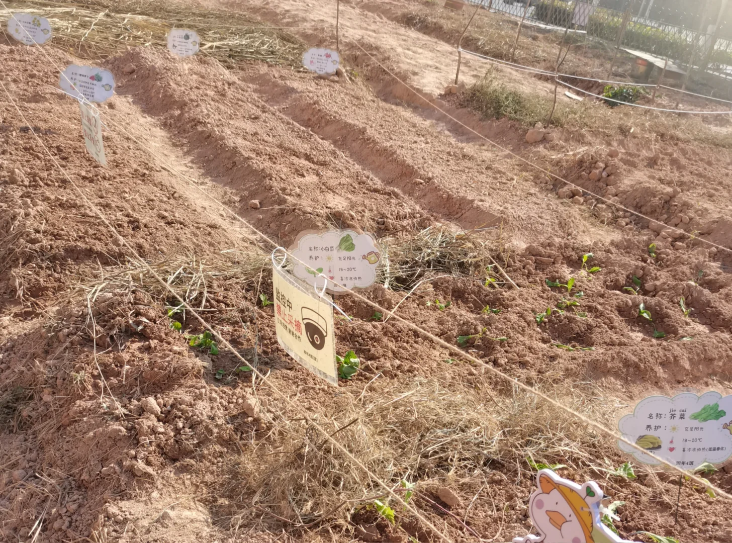 蔬菜养护招牌